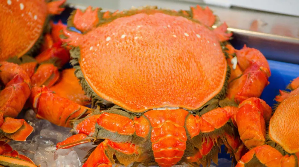 Spanner Crab (Emperor Crab)