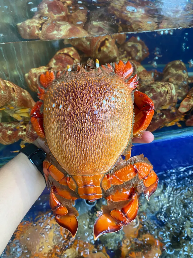 Spanner Crab (Emperor Crab)