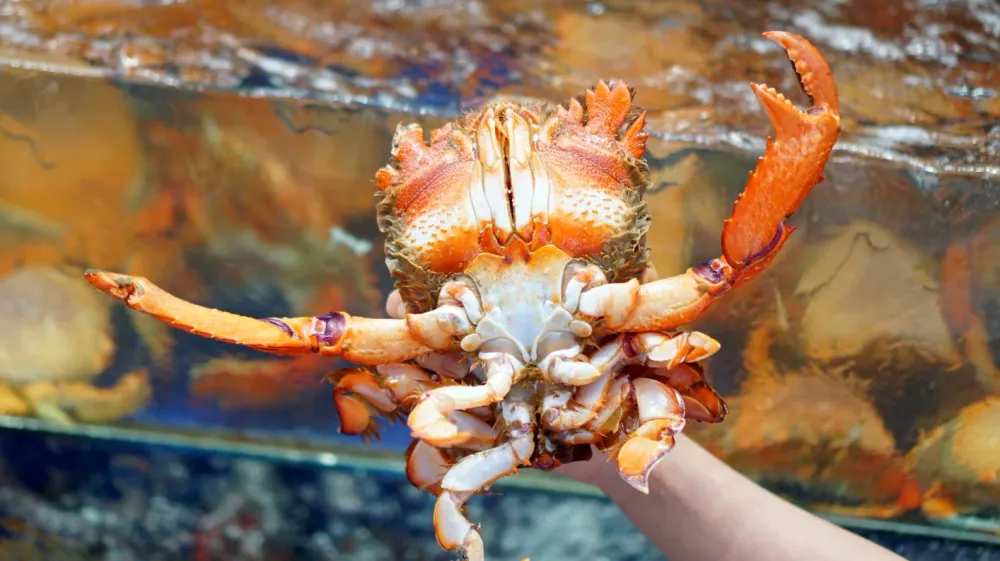 Spanner Crab (Emperor Crab)