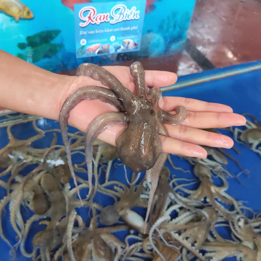 Octopus