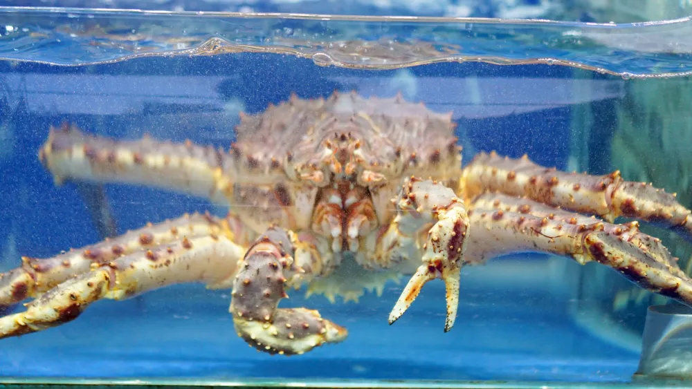 King Crab