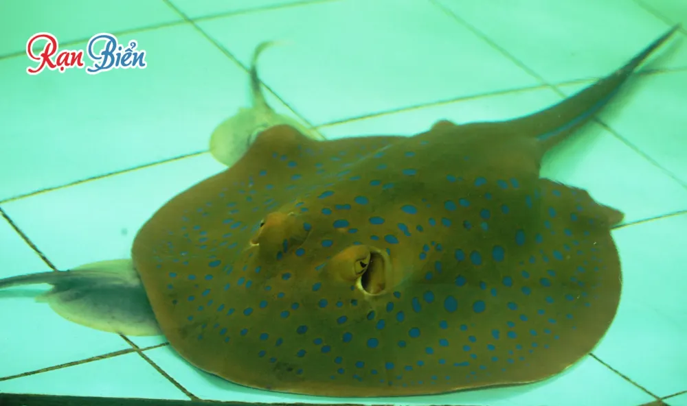 Spotted Stingray