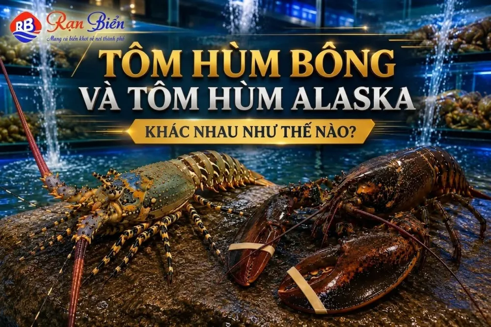 Tôm Hùm Bông Và Tôm Hùm Alaska Khác Nhau Như Thế Nào?