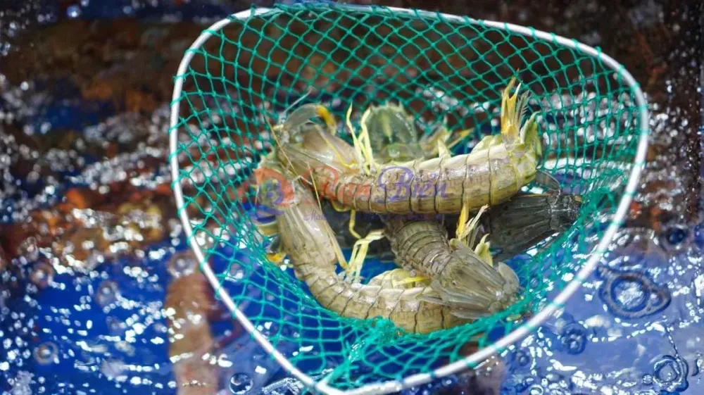 Tôm Tích Đại