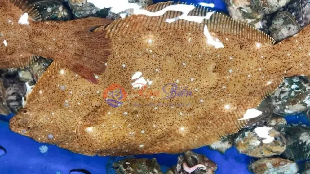 Cá Bơn Hàn Quốc Tươi Sống