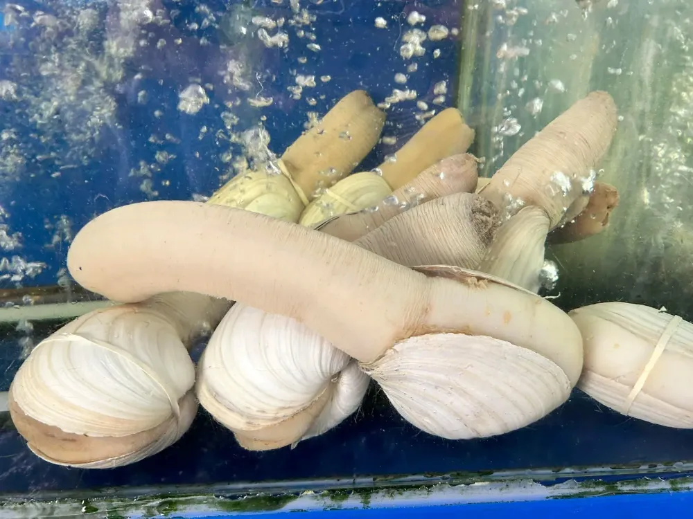 Ốc Vòi Voi