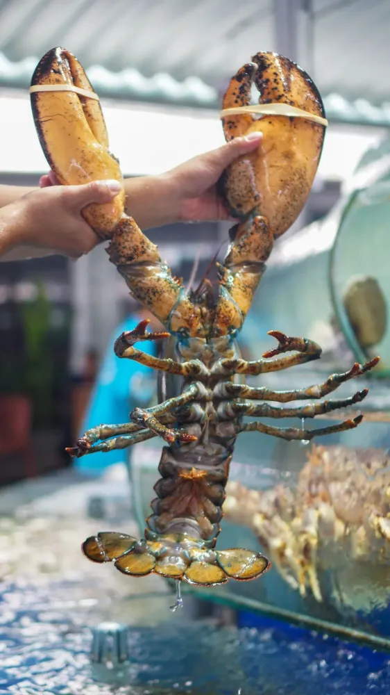 Alaskan Lobster