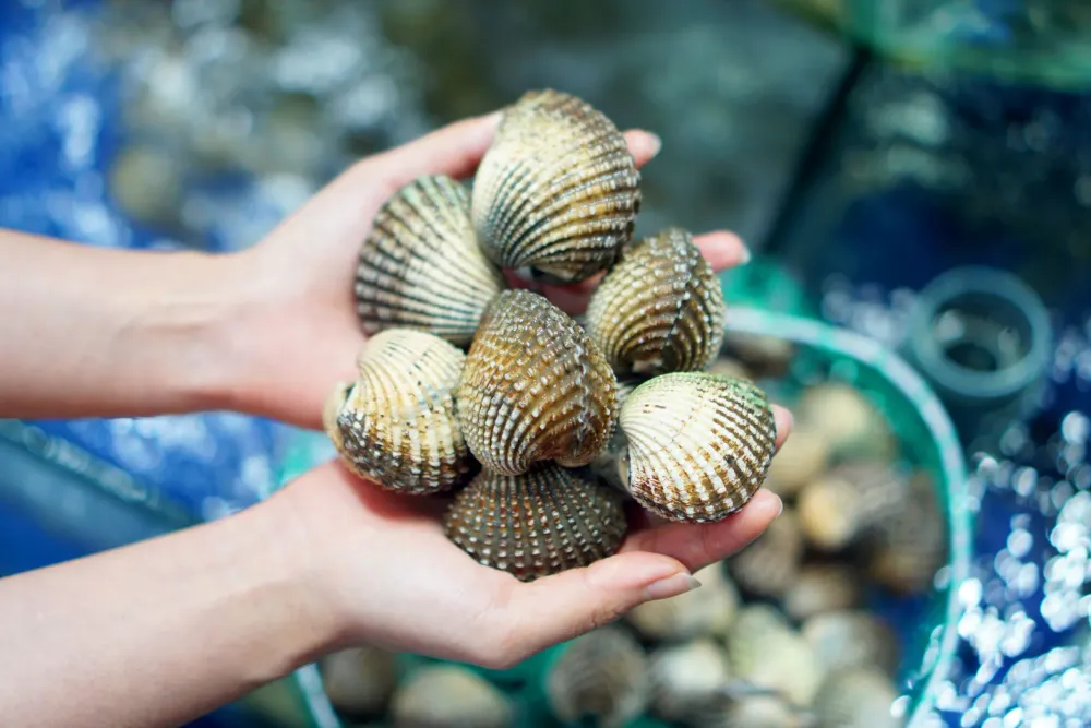 Sò Huyết