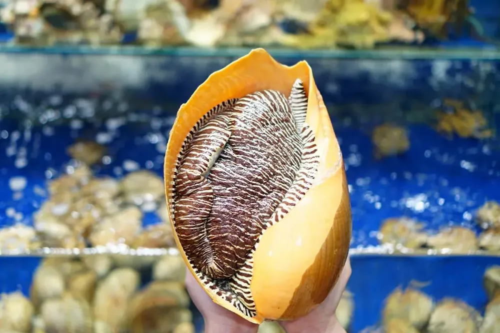 Ốc Giác