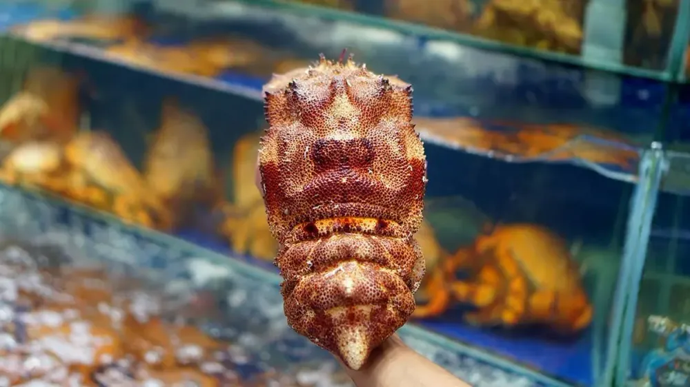 Tôm Mũ Ni Sừng