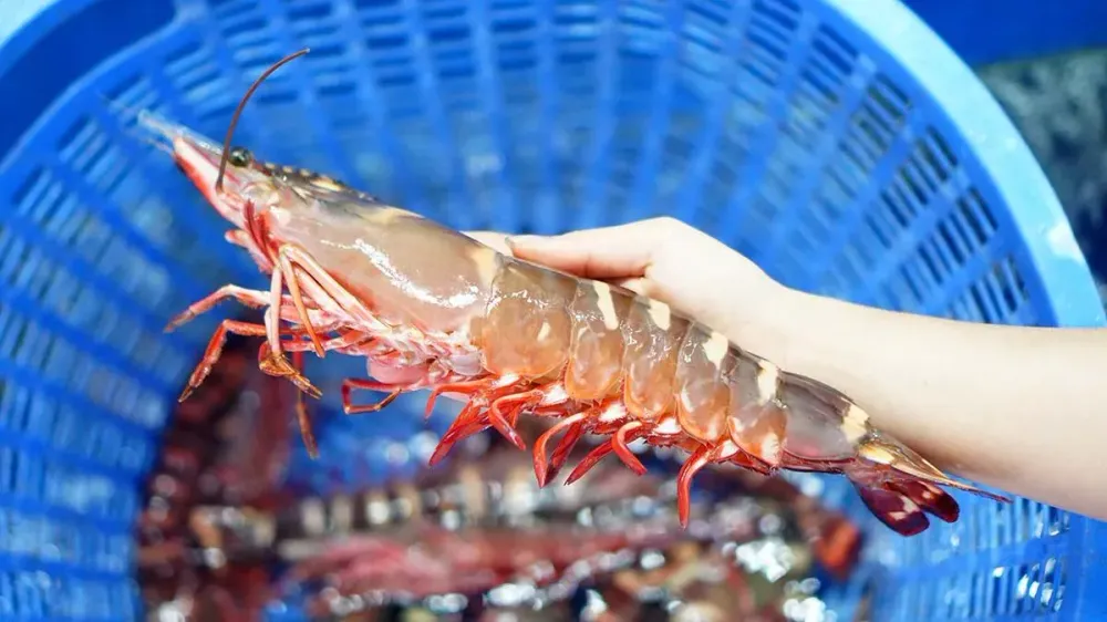 Tôm Sú Biển