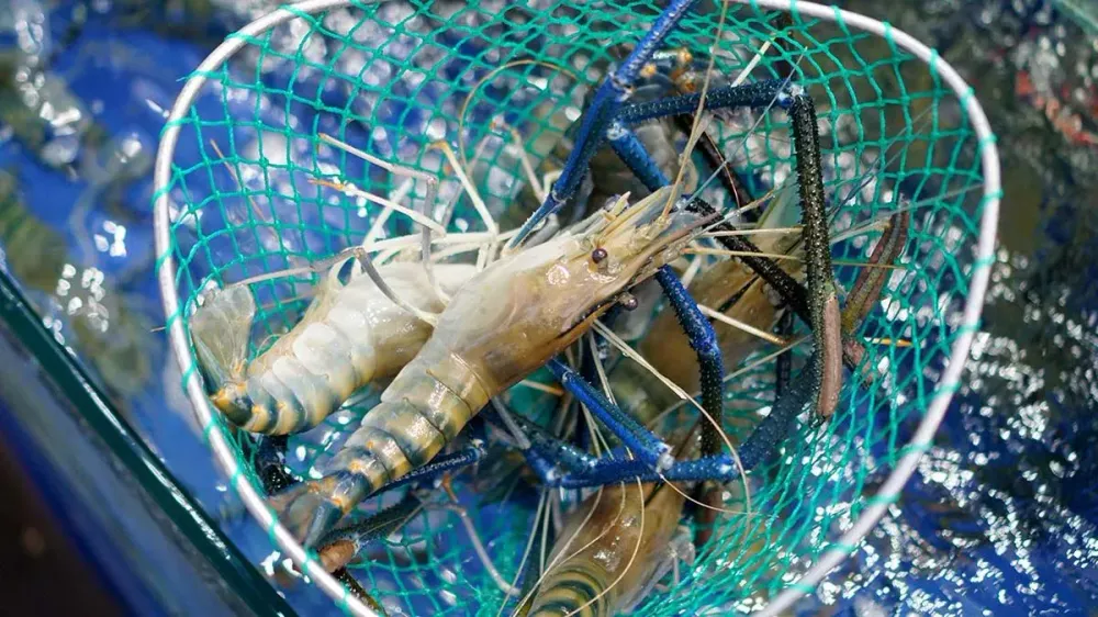 Giant Freshwater Prawn