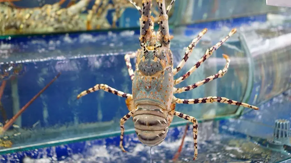 Ornate Spiny Lobster