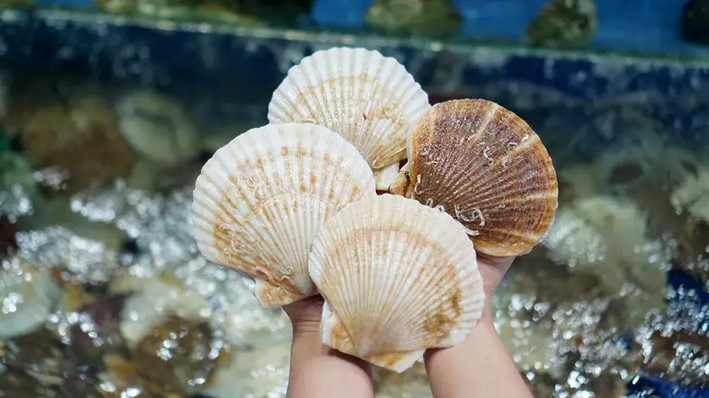 Sò Điệp Nhật