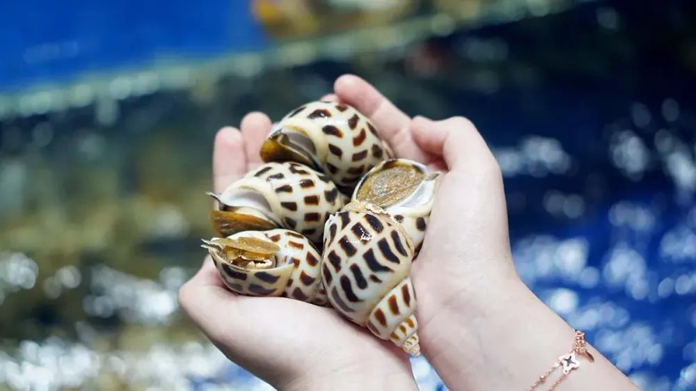 Ốc Hương