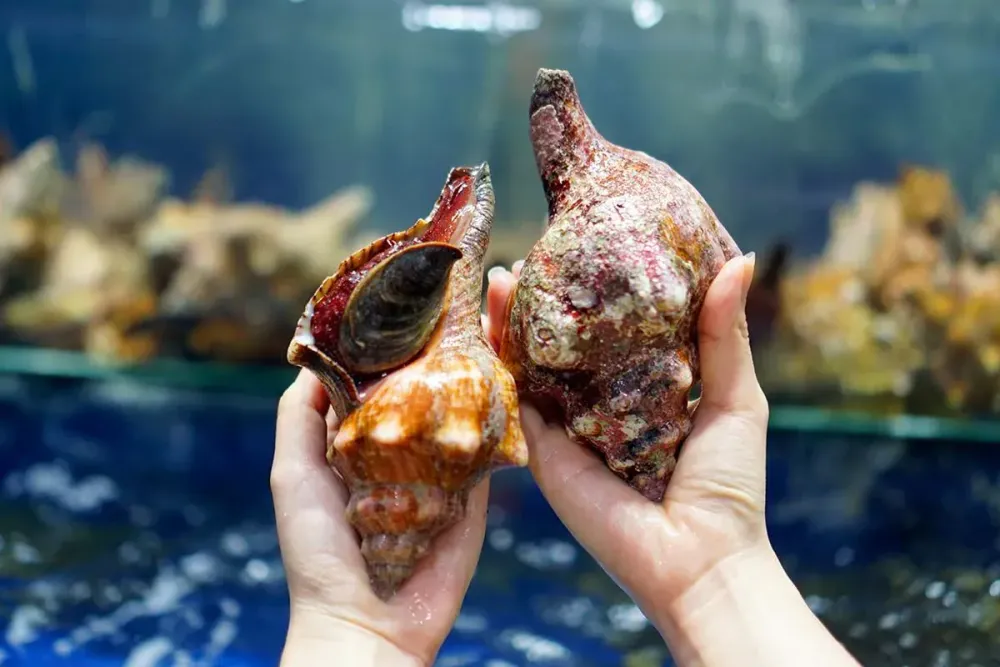 Ốc Đỏ