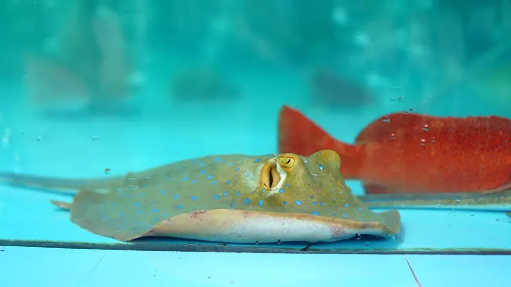 Spotted Stingray