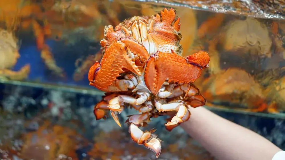 Spanner Crab (Emperor Crab)