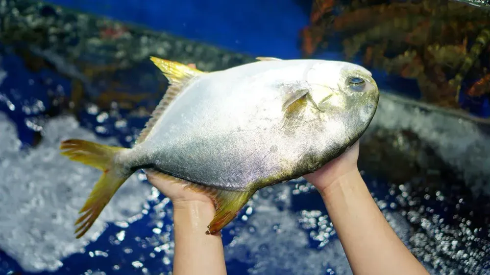 White Pomfret