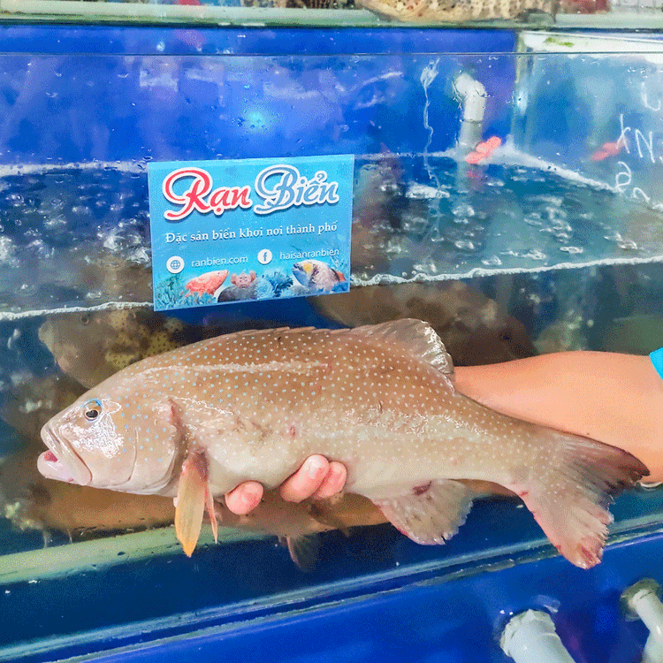 Blue-spotted Grouper