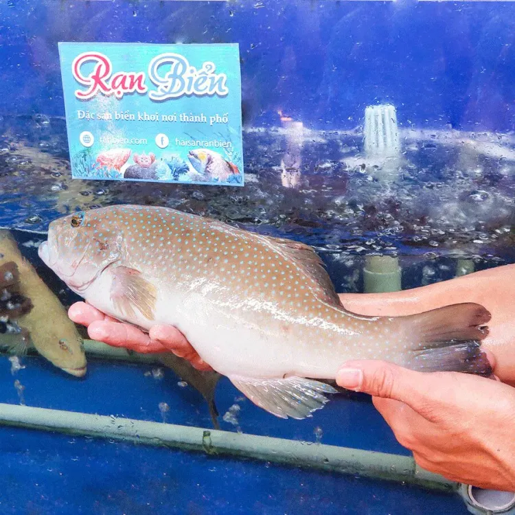 Blue-spotted Grouper