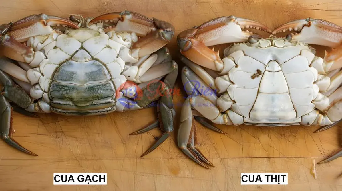 Phân Biệt Cua Gạch Và Cua Thịt