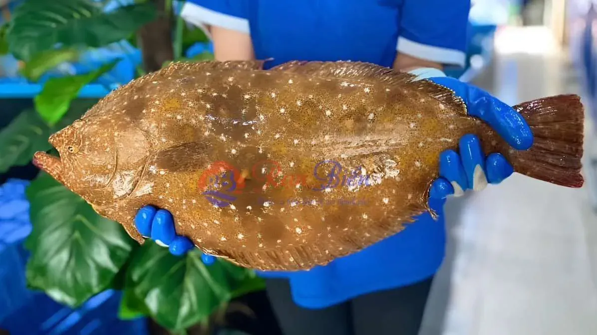 Cá Bơn Hàn Quốc